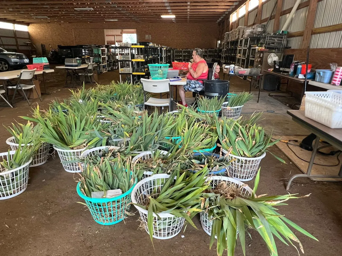 Irises in baskets during harvest — dozens of laundry baskets filled with freshly dug iris rhizomes